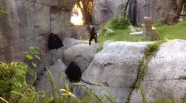 Gorilla Baby Waving Hello then Slaps Dad in the Head !