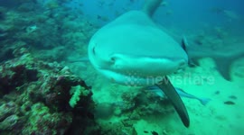 Bull sharks inches from your face.