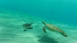 Turtle missing a fin but swims perfectly