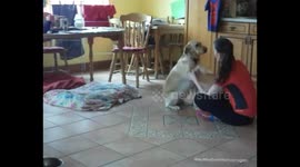 My dogs reaction to me having a baby