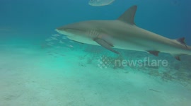 Nice shot of Caribbean reef shark with pilot fish swimming by