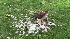 Falcon devours pigeon in downtown Montreal park