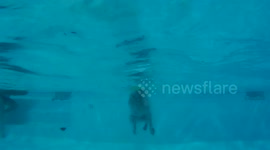 Parson Russell Terrior swimming