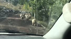 Sheep Traffic