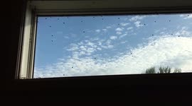 Ladybug Infestation in Canada