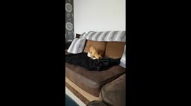 My Chihuahua and her unicorn