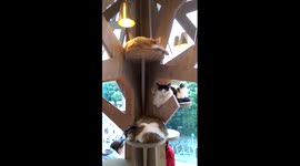 Cat cafe harajuku Tokyo Japan sleeping kitties overlooking Yoyogi park