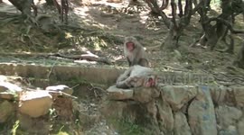 Arashiyama monkeys grooming in Kyoto park japan
