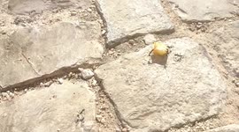 Ants at work moving a piece of fruit