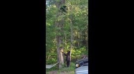 Territorial mother bear chases other family away