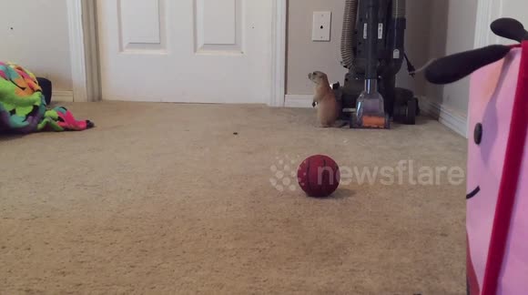 Adorable baby prairie dog hanging out
