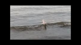 Funny Seagull enjoying the waves on the lake
