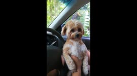 Dog makes cute face when she tries not to sneeze