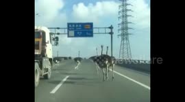 Runaway ostriches romp down Chinese motorway