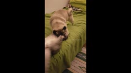 Pug and Cat off to bed