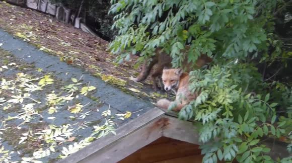 foxes on shed roof with vixen screaming