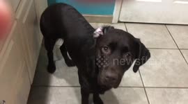 Dog hides in closet to avoid taking ear medicine