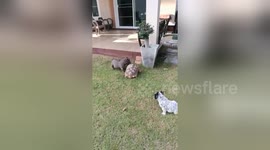 Bossy pet tortoise chases away two bulldogs