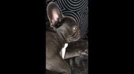 Frenchbulldog makes strange noise.