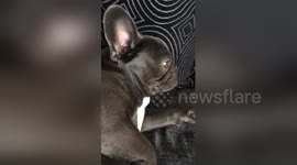 Newsflare Edit - Frenchbulldog makes strange noise.