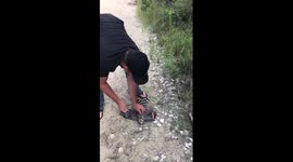 Save Hawk from Snake