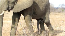 Safari tourists spot 'five-legged' elephant