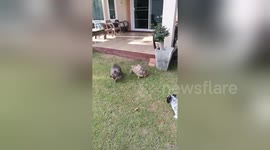 Bossy pet tortoise chases away two bulldogs