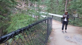 Squirrel Runs Toward Camera on Tree - Autumn Time