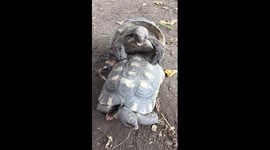 Turtles having fun