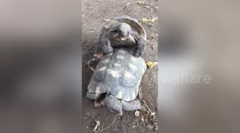 Newsflare Edit - Turtles having fun