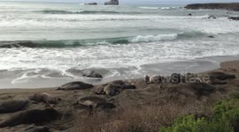 Elephant Seals lounging on the beach