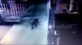 Wild leopard shuts down India’s largest automobile plant