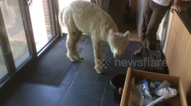 Alpaca in my kitchen!