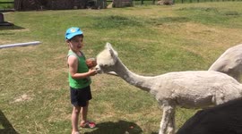 Kid feeds carrots to alpaca's