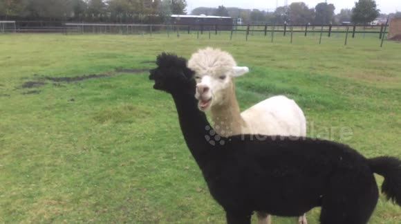 Alpaca males fighting - Buy, Sell or Upload Video Content with Newsflare
