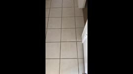 Cat sleeping in bed looks annoyed to be disturbed.