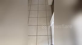 Newsflare Edit - Cat sleeping in bed looks annoyed to be disturbed.