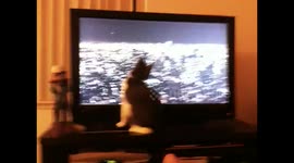 cat won't move away from infront of television