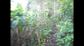 Colombia. Sapzurro-Capurganá. Walking in the jungle. Caminata en la selva narrada. 2014