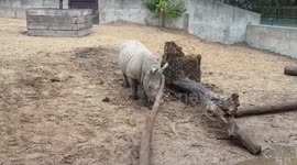 White Rhino playing with dead tree limb