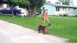 Cat tries to befriend baby deer