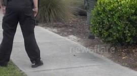 Before the Alligator Capture 1