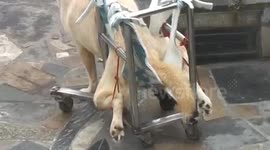 Dog walks with wheelchair - longer version