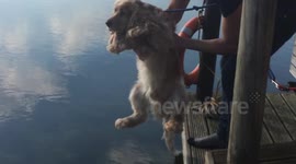 Funny Dog Thinks He's Swimming