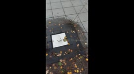 Dog drinks from fountain