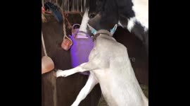 Brian the goat stealing Brenda the horses food