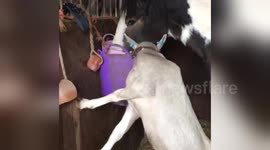 Newsflare Edit - Brian the goat stealing Brenda the horses food