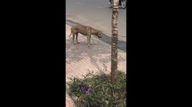 Funny Dog falling asleep on the street