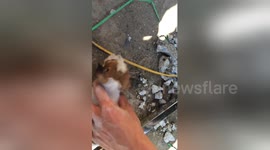 Locals rescue cute puppy which was stuck under ground
