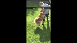 Tiny Pomeranian Thinks It’s a Attack Dog 